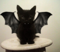 Catbat.png